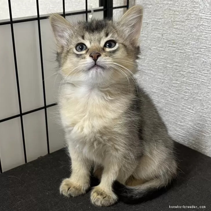 ID:2503-01839の子猫