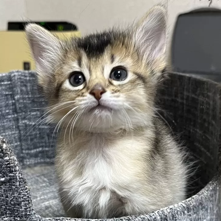 ちゃちゃまる 様のお迎えした子猫