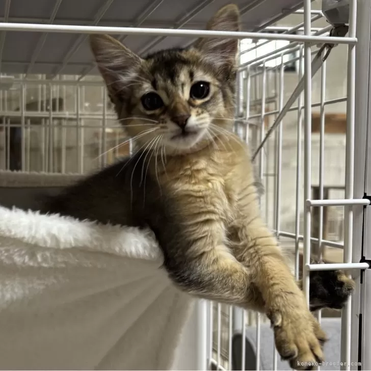 ID:2503-01844の子猫