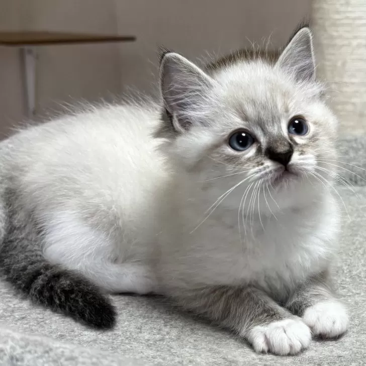 M.S 様のお迎えした子猫