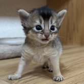 ソマリ