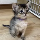 ソマリ