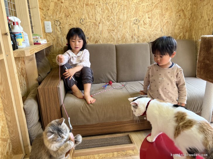 見学しながら、猫ちゃん達と遊べるスペース｜下宮　典子(しもみや　のりこ)ブリーダー(鹿児島県・ロシアンブルーなど・KCC登録)の紹介写真3