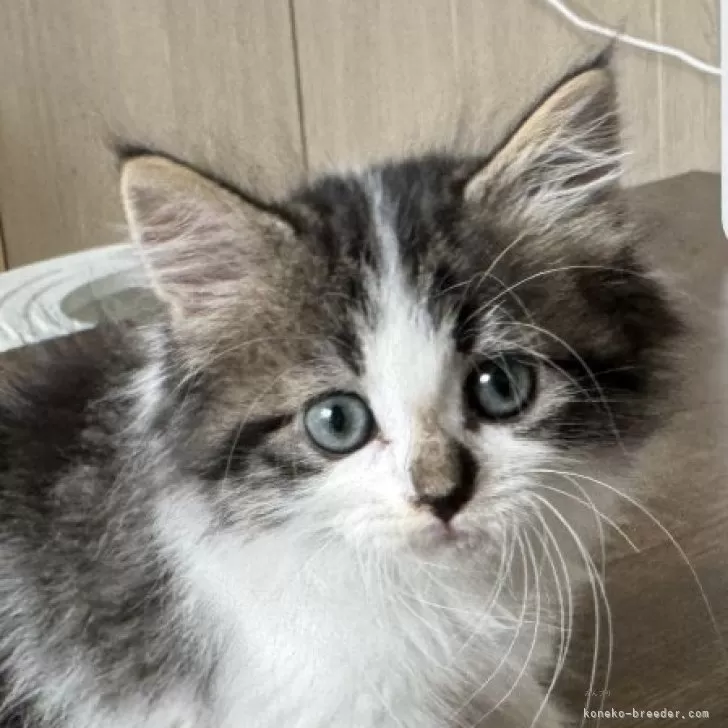 ID:2410-03426の子猫