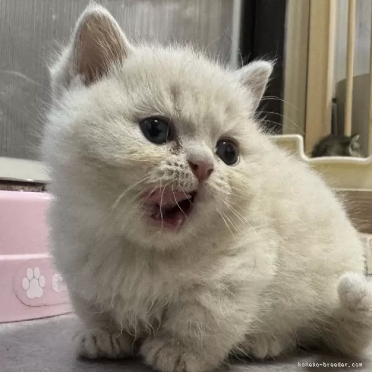 ID:2411-01836の子猫