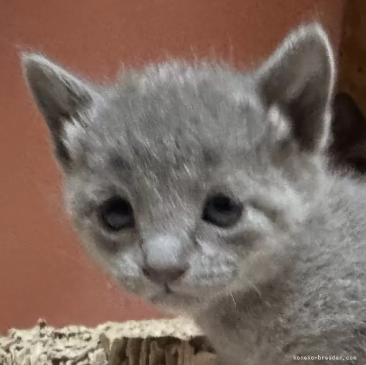 ID:2503-01923の子猫