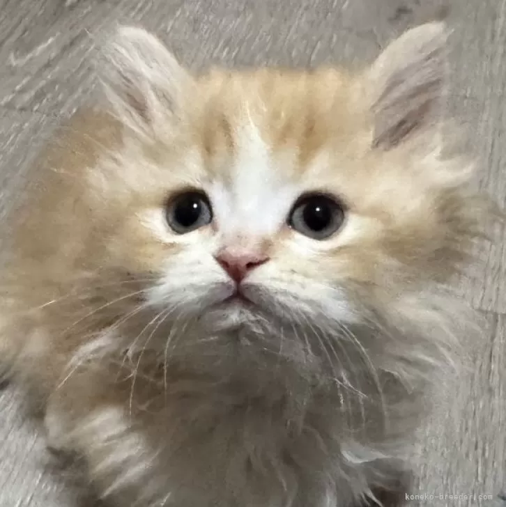 ID:2501-00347の子猫