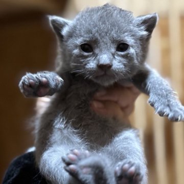 ロシアンブルー【鹿児島県・女の子・2025年2月21日・ブルー】の写真「美猫候補💕」