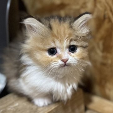 ミヌエット(短足)【鹿児島県・女の子・2024年12月1日・キャリコ】の写真「極短ミヌエットガール💕食欲旺盛」