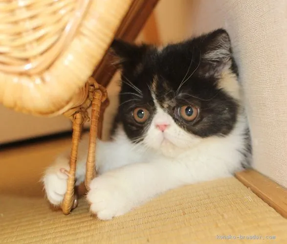 さかさか 様のお迎えした子猫