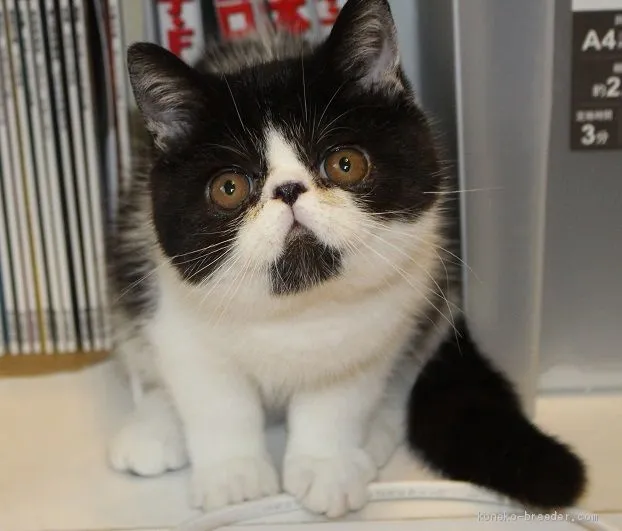 m.f 様のお迎えした子猫