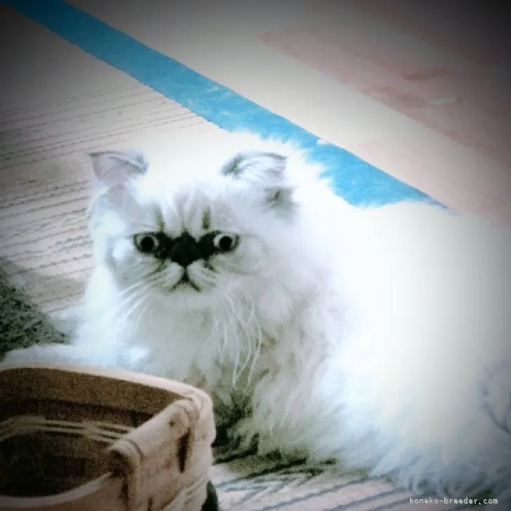 ID:2305-02427の子猫
