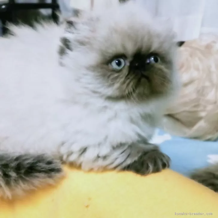 ID:2403-02898の子猫