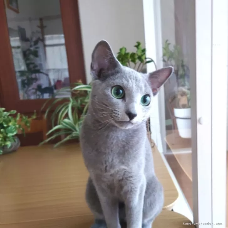 ID:2309-00373の子猫