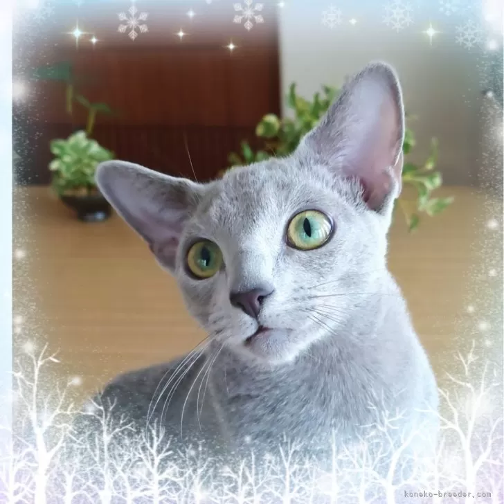 ID:2410-03404の子猫