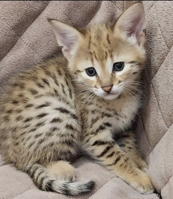 RUNAちゃんの子猫の時の写真です。｜石口　祐希(いしぐち　ゆうき)ブリーダー(愛知県・サバンナキャットなど・TICA/AJC登録)の紹介写真5