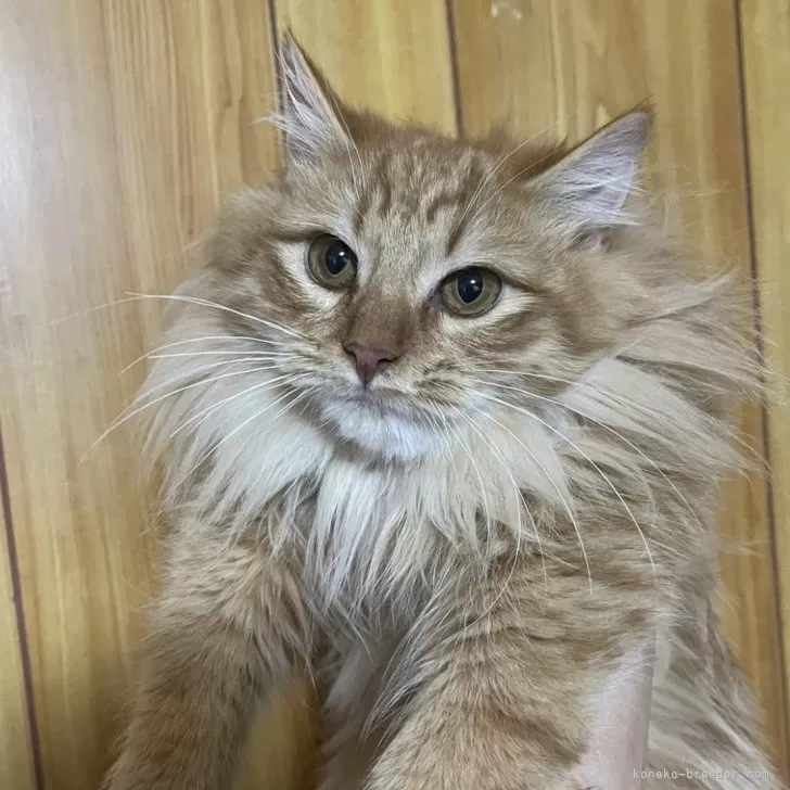 ID:2306-03177の子猫