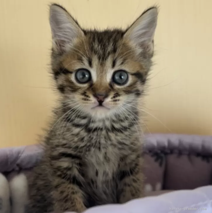 ID:2406-00733の子猫
