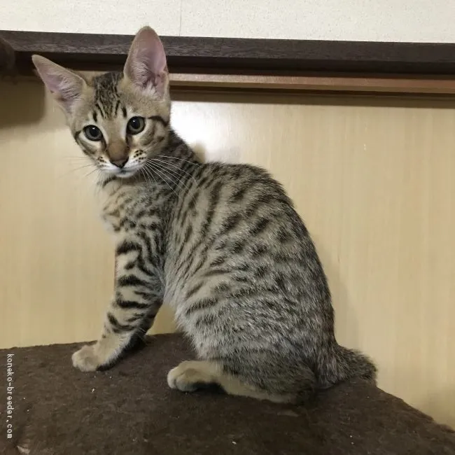 ID:1905-01159の子猫