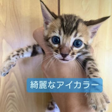 パンテリーナ【愛知県・男の子・2024年7月11日・ブラウンスポッテッドタビー】の写真「とってもかわいいお顔❤️綺麗なアイカラー😻」