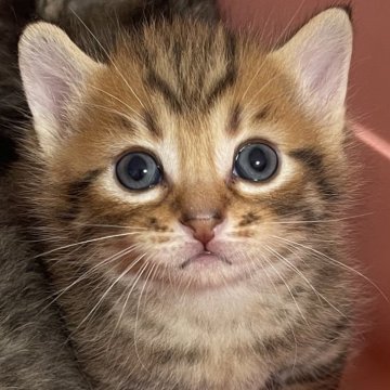 マンチカン(短足)【愛知県・男の子・2024年5月7日・ブラウンスポッテッドタビー】の写真「とっても可愛いお顔のマンチカンの男の子😻」