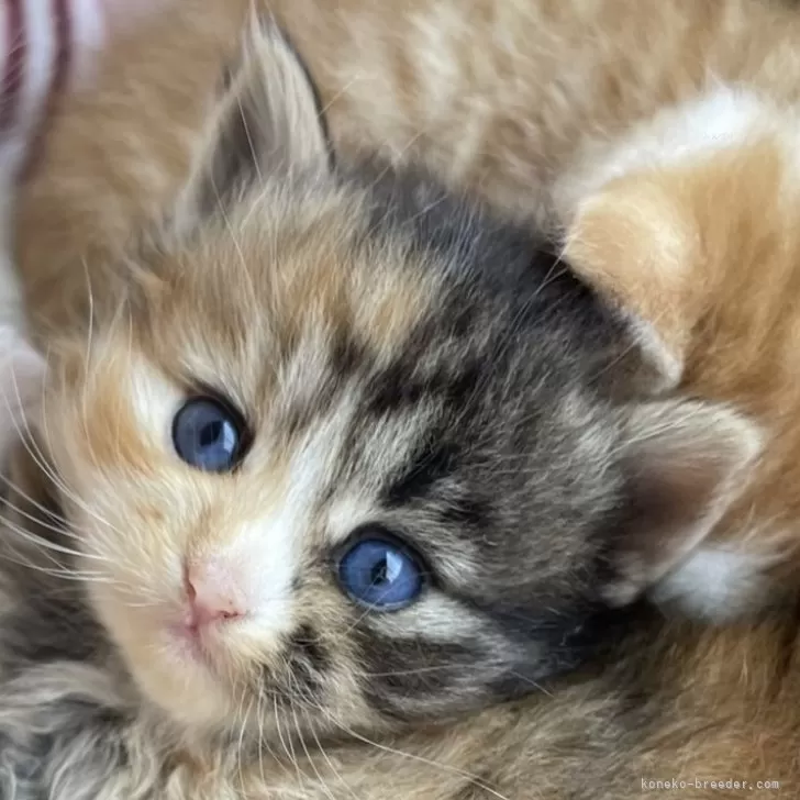 ID:2502-00811の子猫