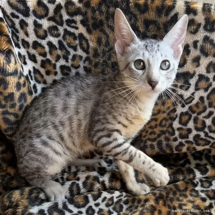ID:2504-01506の子猫