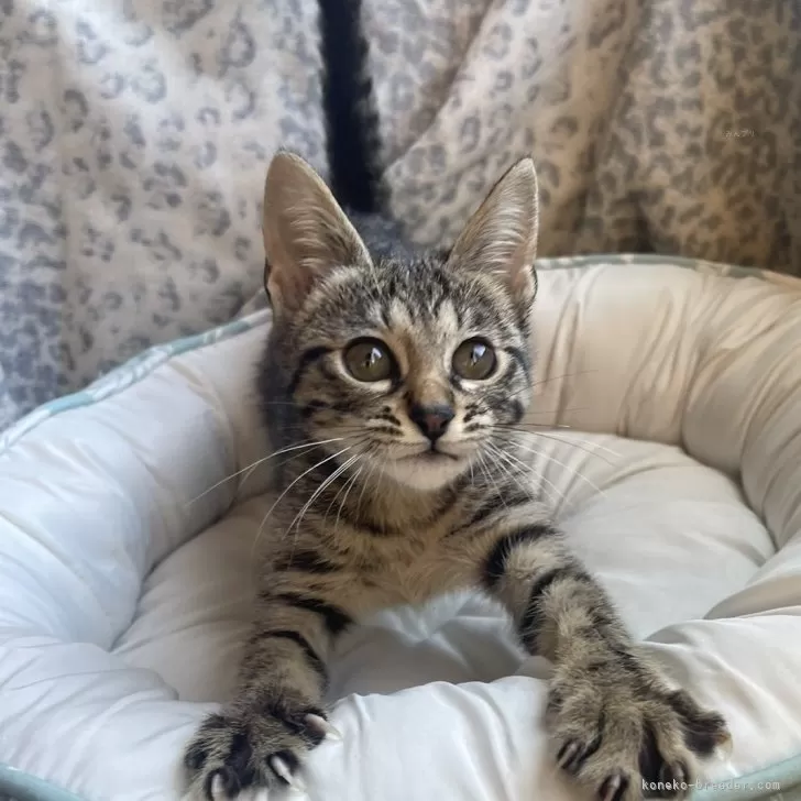 ID:2411-00848の子猫