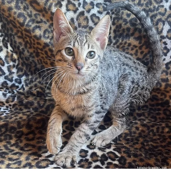A.K 様のお迎えした子猫