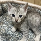 サバンナキャット