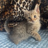 サバンナキャット