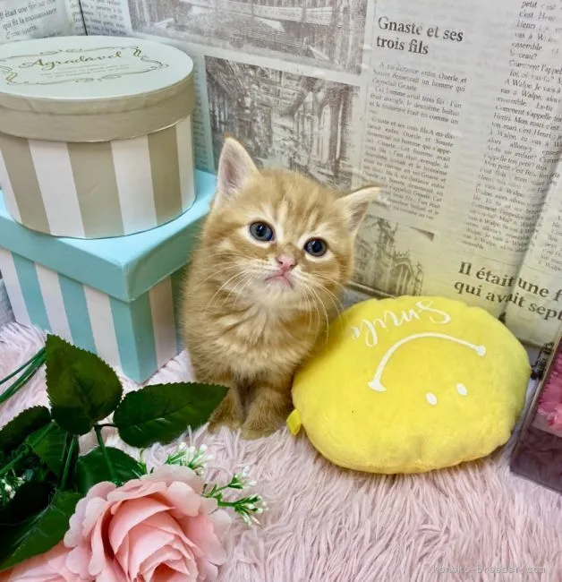 ID:2105-01045の子猫