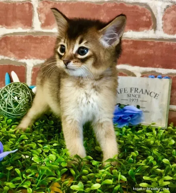 ID:1906-00142の子猫