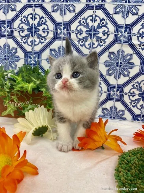 ID:2001-00858の子猫
