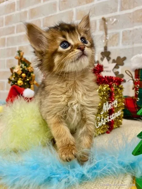 ID:1912-01228の子猫