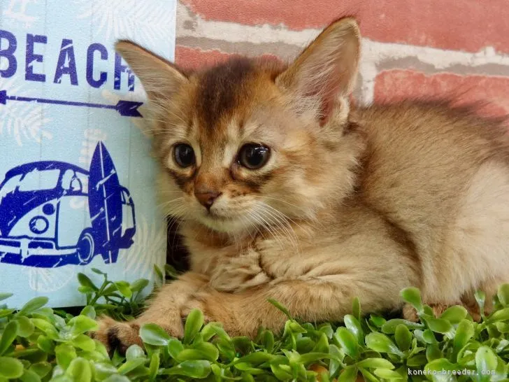 ID:1809-01037の子猫