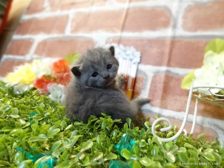 ID:1902-00108の子猫
