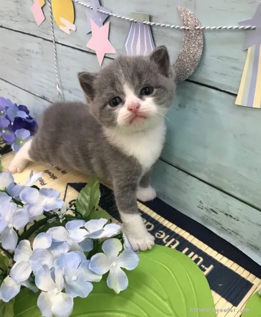 ID:1907-00927の子猫