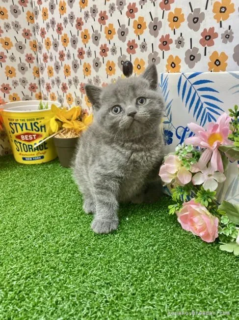 ID:2111-02307の子猫