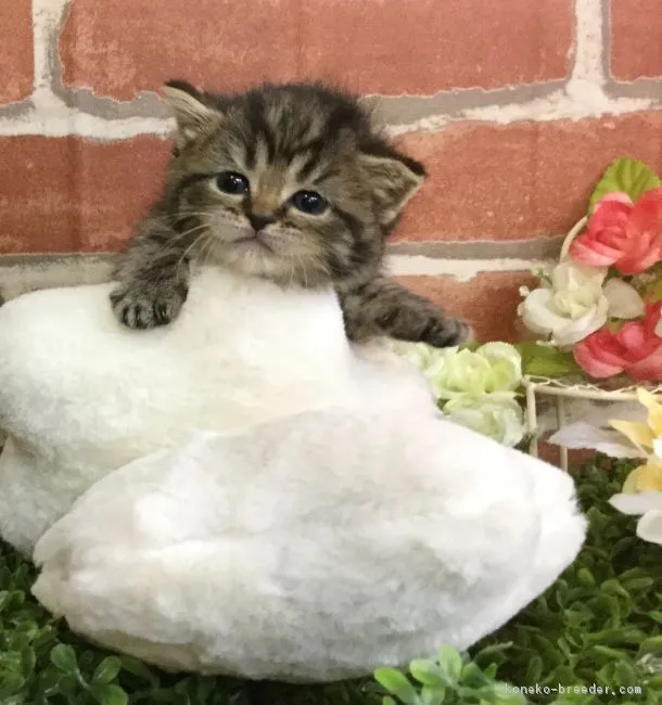 ID：1801-00729の子猫