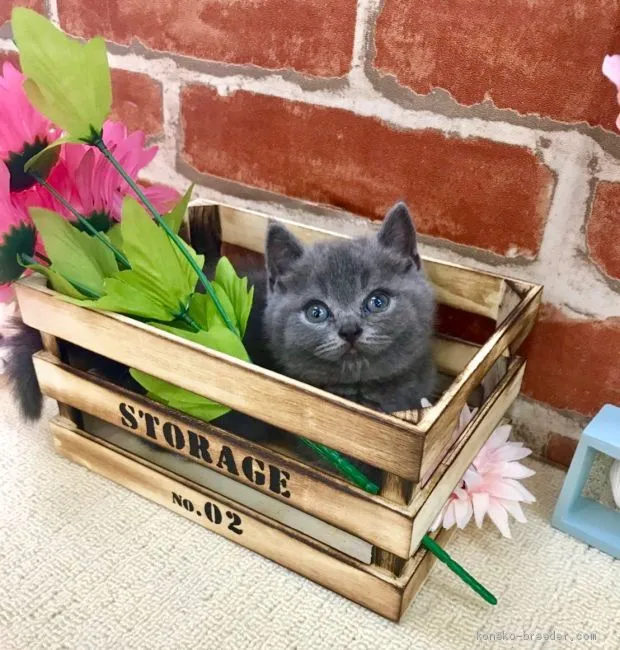ID:1906-00327の子猫