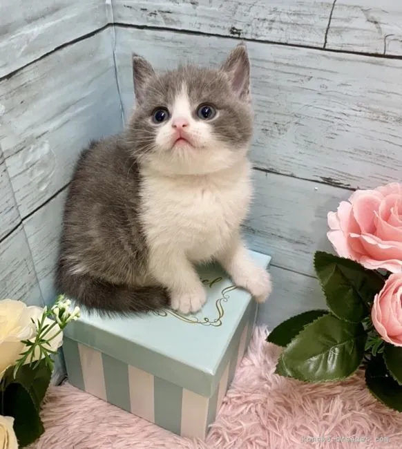 ID:2107-01137の子猫