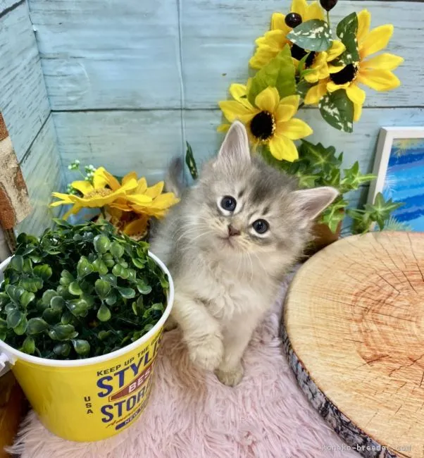 ID:2104-02490の子猫