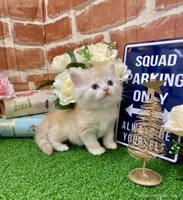 ID:2111-00491の子猫