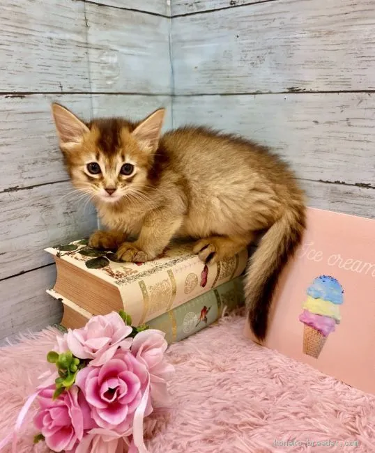 ID:2010-00069の子猫