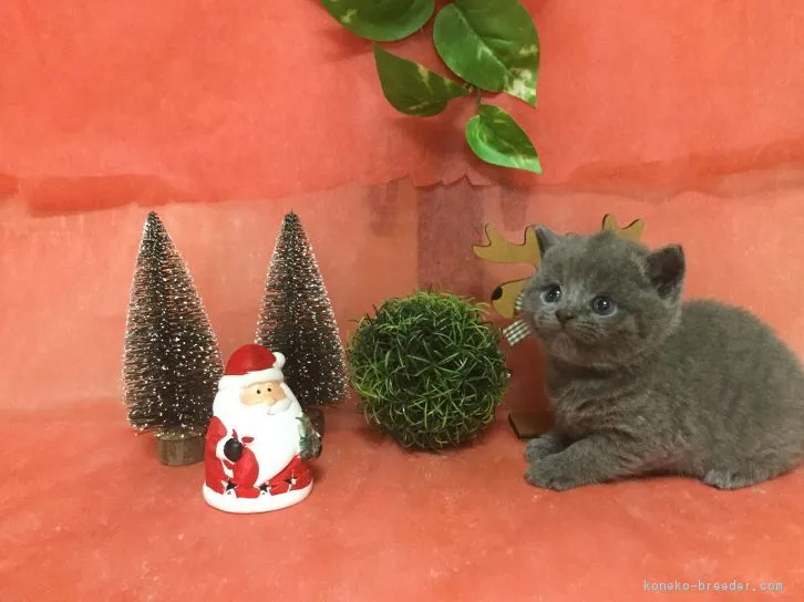 ID:1611-00119の子猫