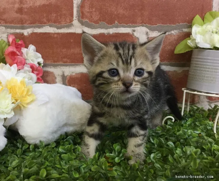 ID:1703-00581の子猫