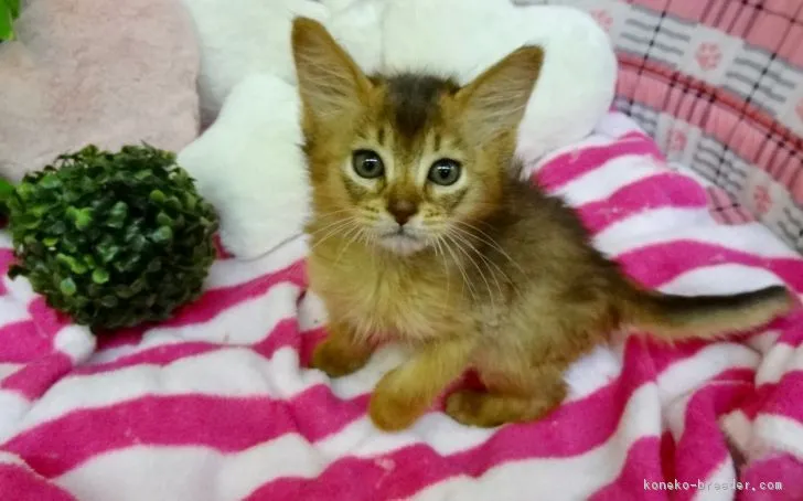 ID:1903-01361の子猫