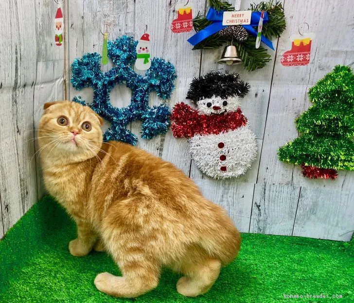 ID:1912-00844の子猫