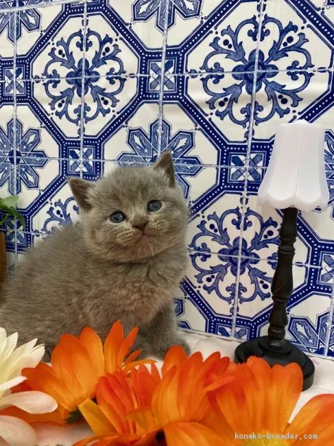 ID:2001-00857の子猫